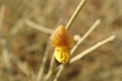 Crotalaria aegyptiaca
