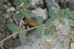 Euphorbia granulata