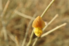 Crotalaria aegyptiaca