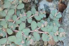 Euphorbia granulata