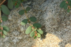 Euphorbia granulata