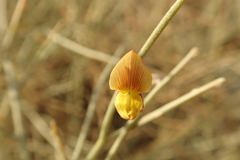 Crotalaria aegyptiaca