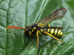 Nomada succincta