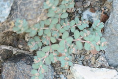 Euphorbia granulata