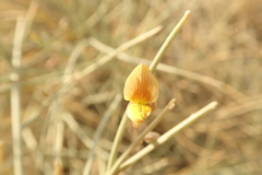 Crotalaria aegyptiaca