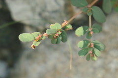 Euphorbia granulata