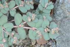 Euphorbia granulata