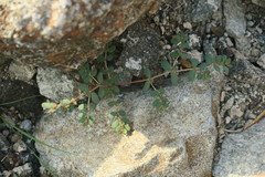 Euphorbia granulata
