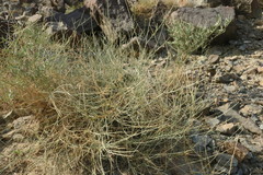 Crotalaria aegyptiaca
