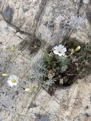 Cerastium gibraltaricum