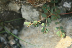 Euphorbia granulata