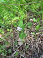 Viola acuminata