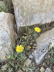 Jacobaea minuta