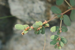 Euphorbia granulata