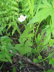 Anemonoides glabrata