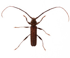 Xystrocera erosa