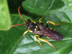 Nomada succincta
