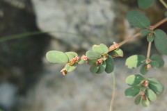 Euphorbia granulata