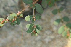 Euphorbia granulata