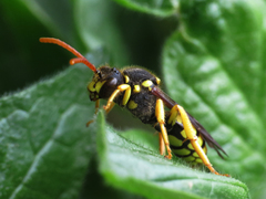Nomada succincta