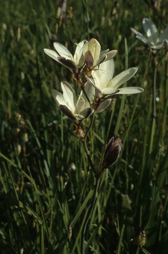 Sparaxis grandiflora