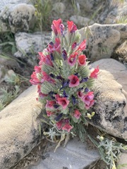 Echium albicans