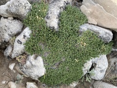 Arenaria erinacea