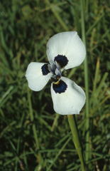 Moraea aristata
