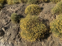 Genista umbellata