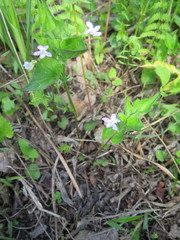 Viola acuminata