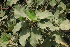 Ficus carica