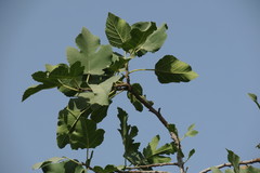 Ficus carica