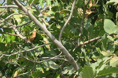 Ficus carica