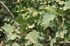 Ficus carica