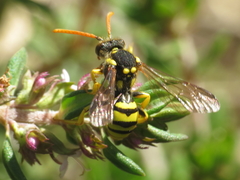 Nomada succincta
