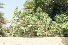 Ficus carica