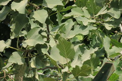 Ficus carica