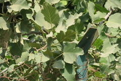 Ficus carica