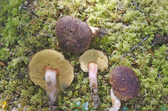Xerocomus nothofagi