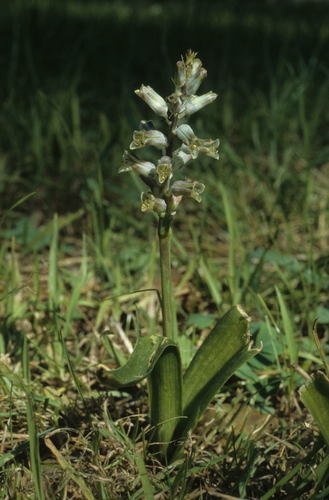 Lachenalia mediana