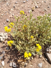 Helianthemum squamatum