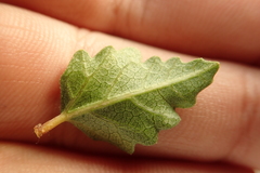 Ficus johannis