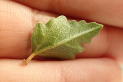 Ficus johannis