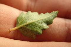 Ficus johannis