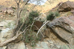 Ficus johannis