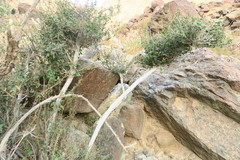 Ficus johannis