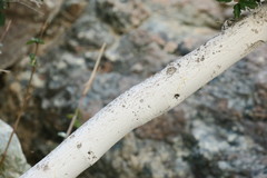 Ficus johannis