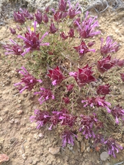 Thymus moroderi