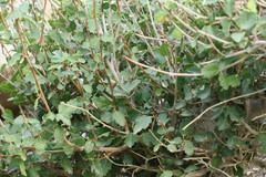Ficus johannis