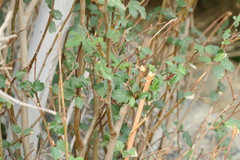 Ficus johannis